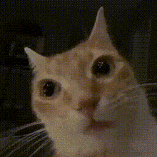 Emotional cat